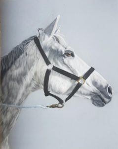 Portrait Pferd, Inga Prasse, Tierportrait